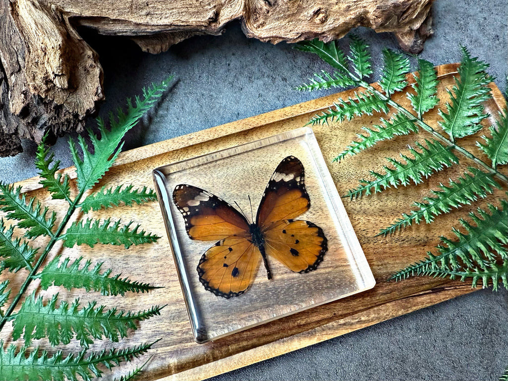NEW “Plain Tiger Butterfly”