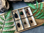 NEW “Beetle Collection”