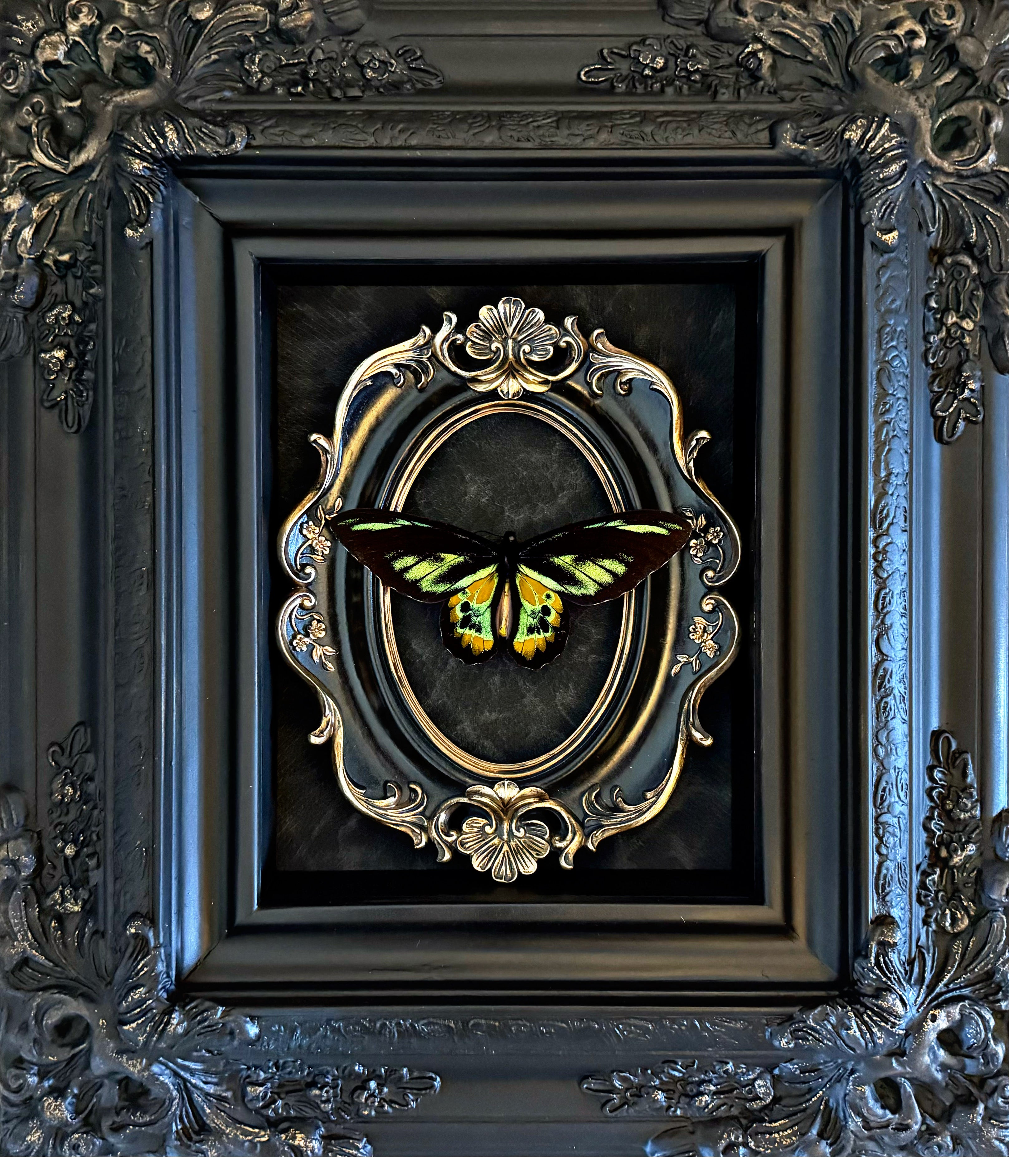 “Ornithoptera Rothschildi Birdwing”