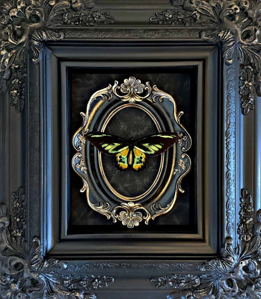 “Ornithoptera Rothschildi Birdwing”