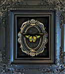 “Ornithoptera Rothschildi Birdwing”