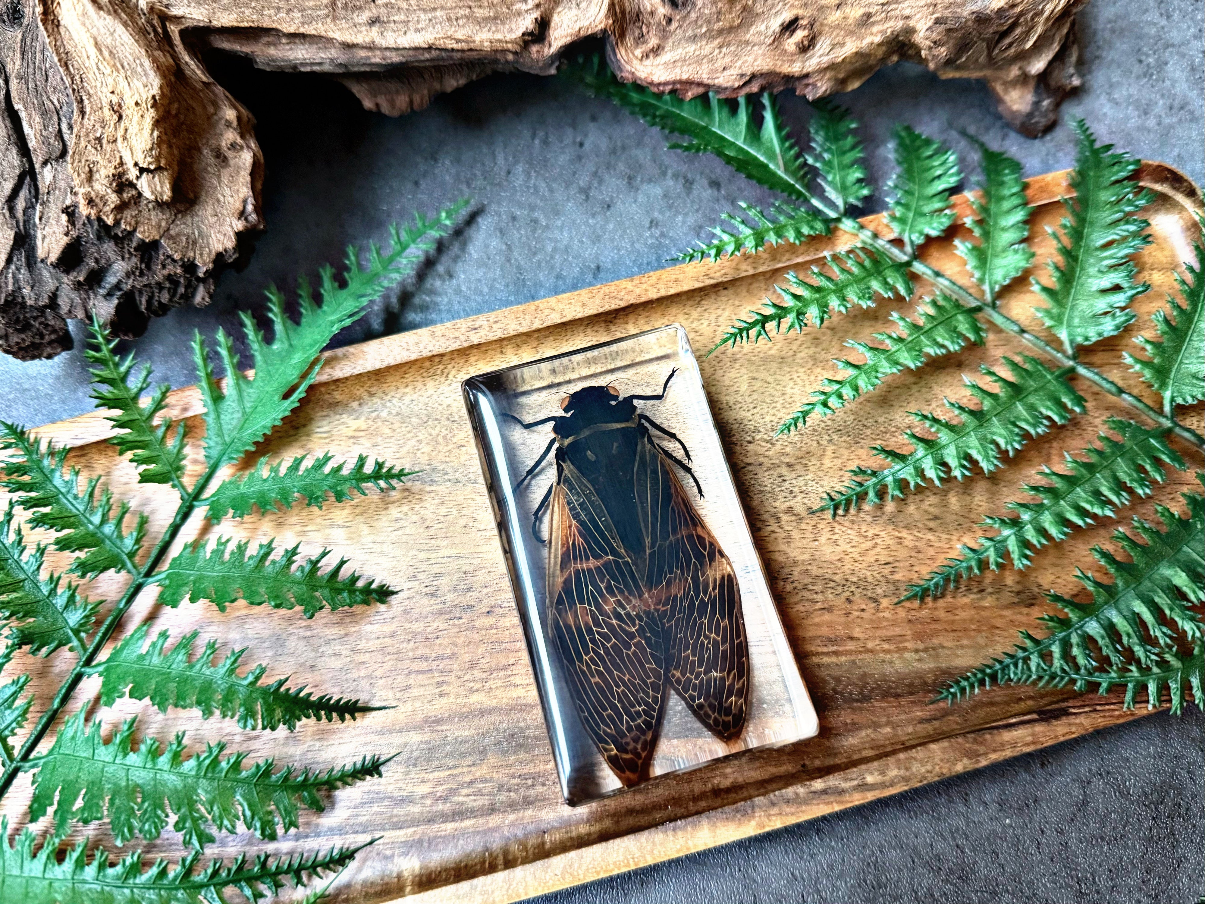 NEW “Cicada”