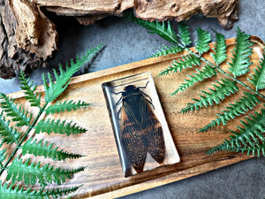 NEW “Cicada”
