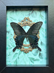 “Papilio Maackii”- Butterfly