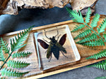 NEW “Beetle”