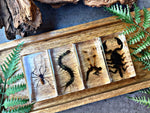 NEW “Lovely Creatures”