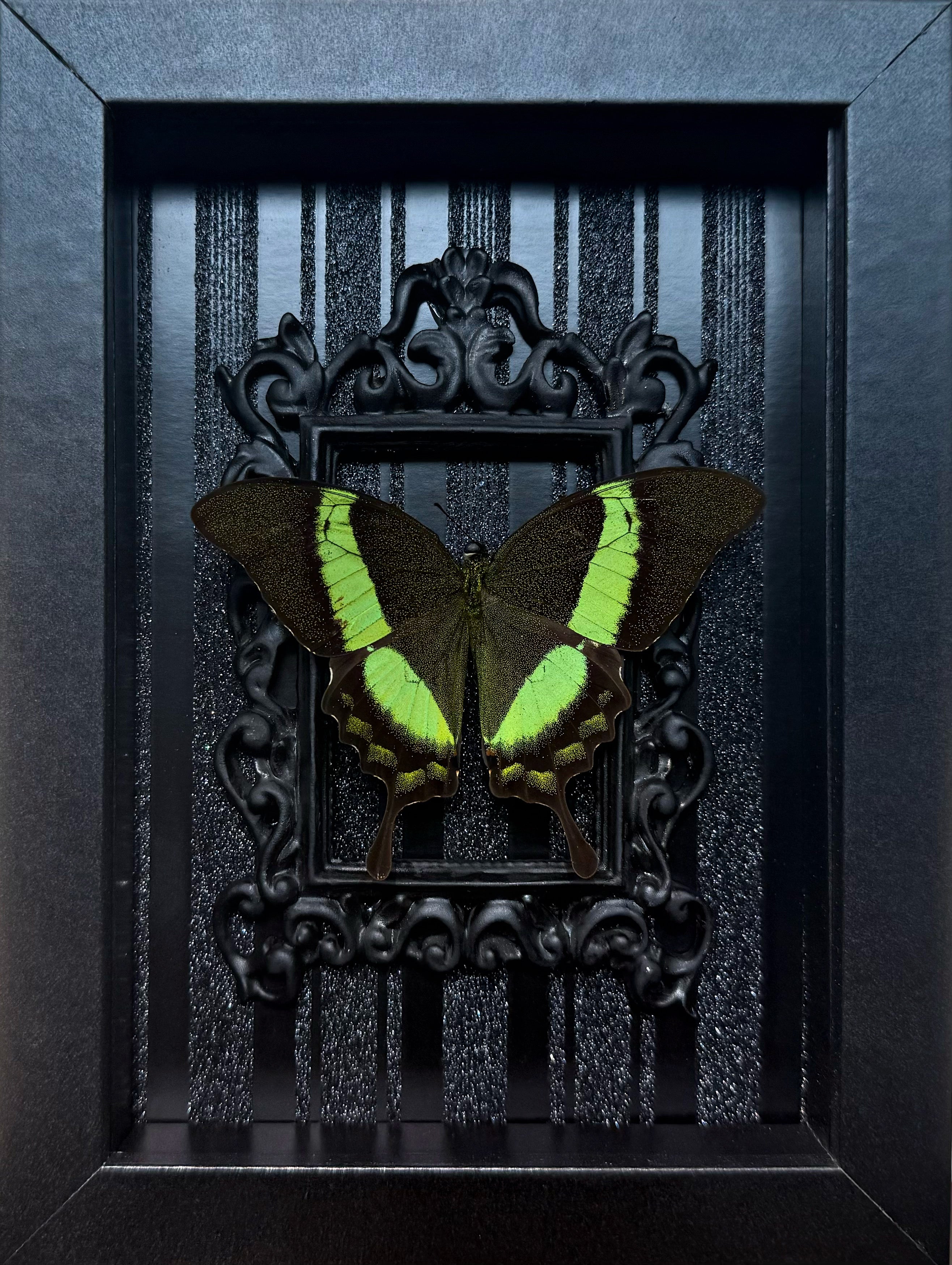 “Papilio Palinurus“- Butterfly