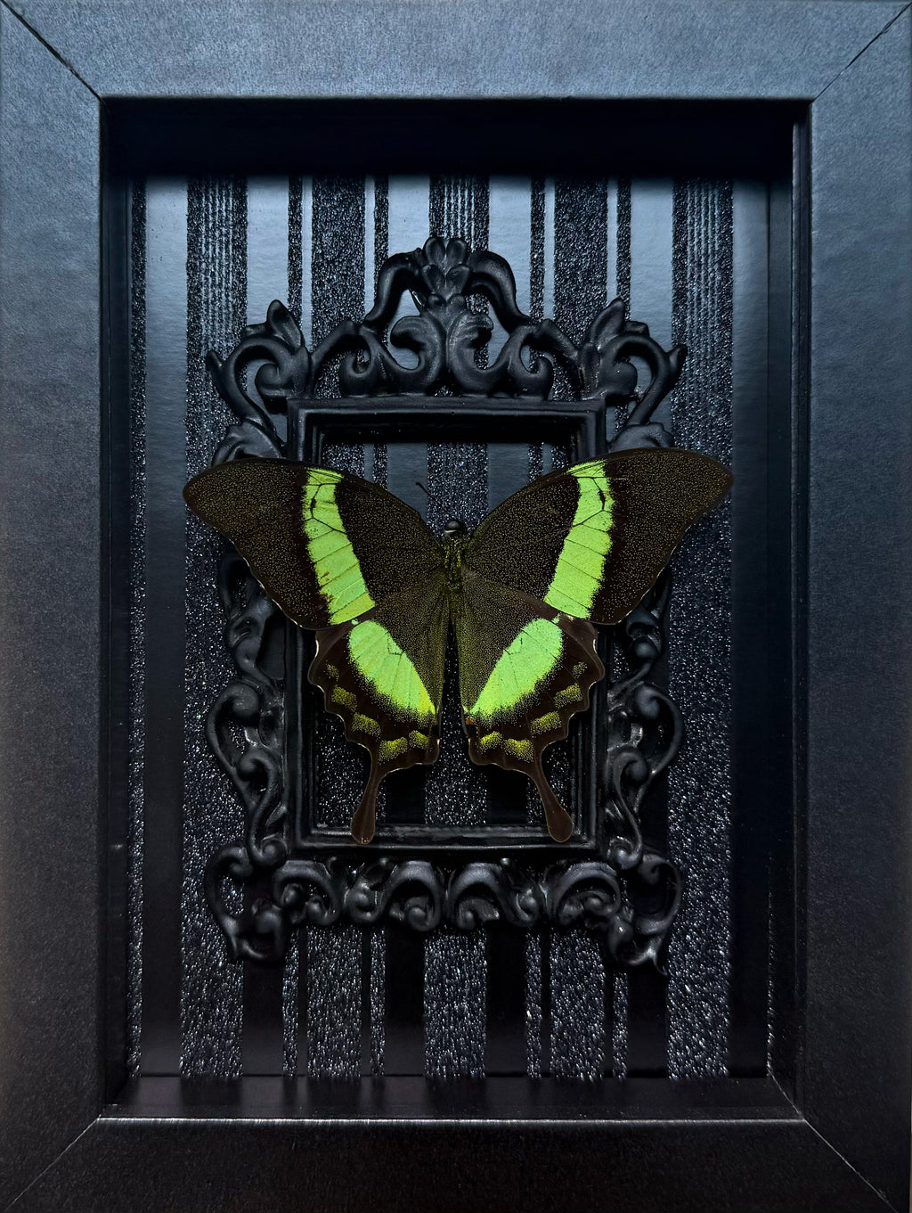 “Papilio Palinurus“- Butterfly