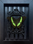 “Papilio Palinurus“- Butterfly