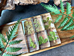 NEW “Plant Collection”