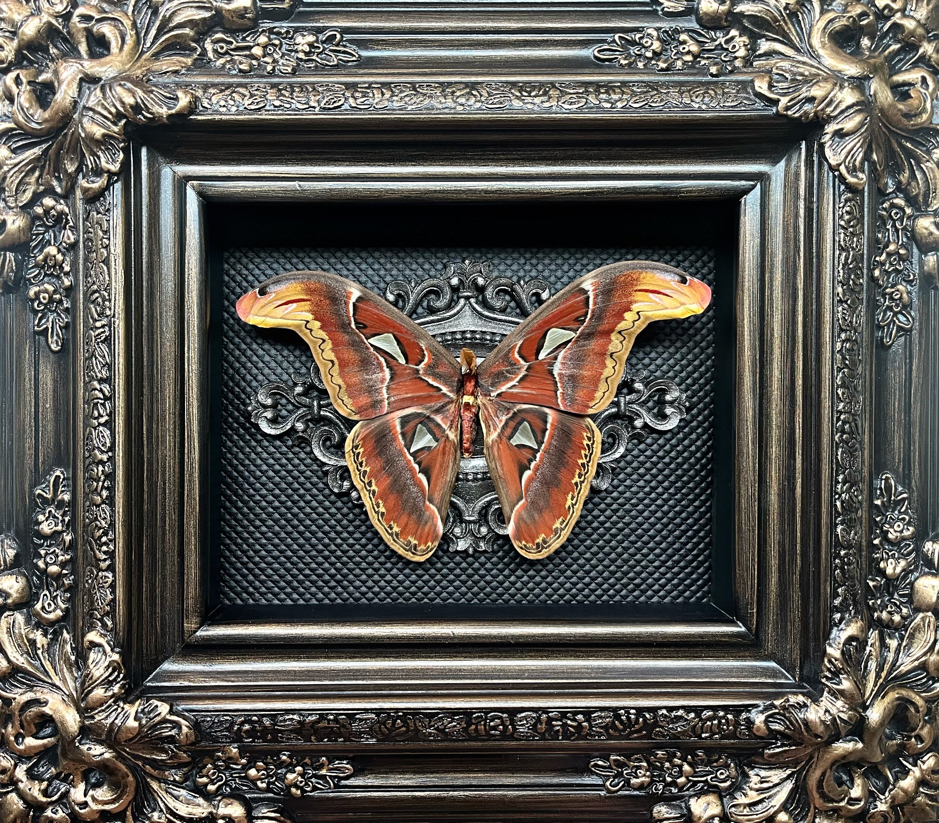 “Atlas Moth”