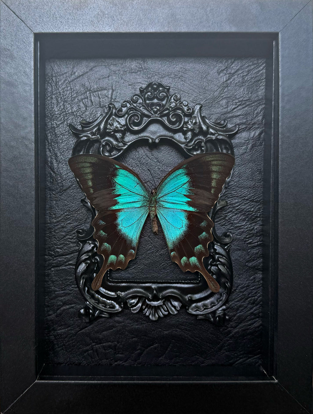 “Papilio Lorquinianus”- Butterfly