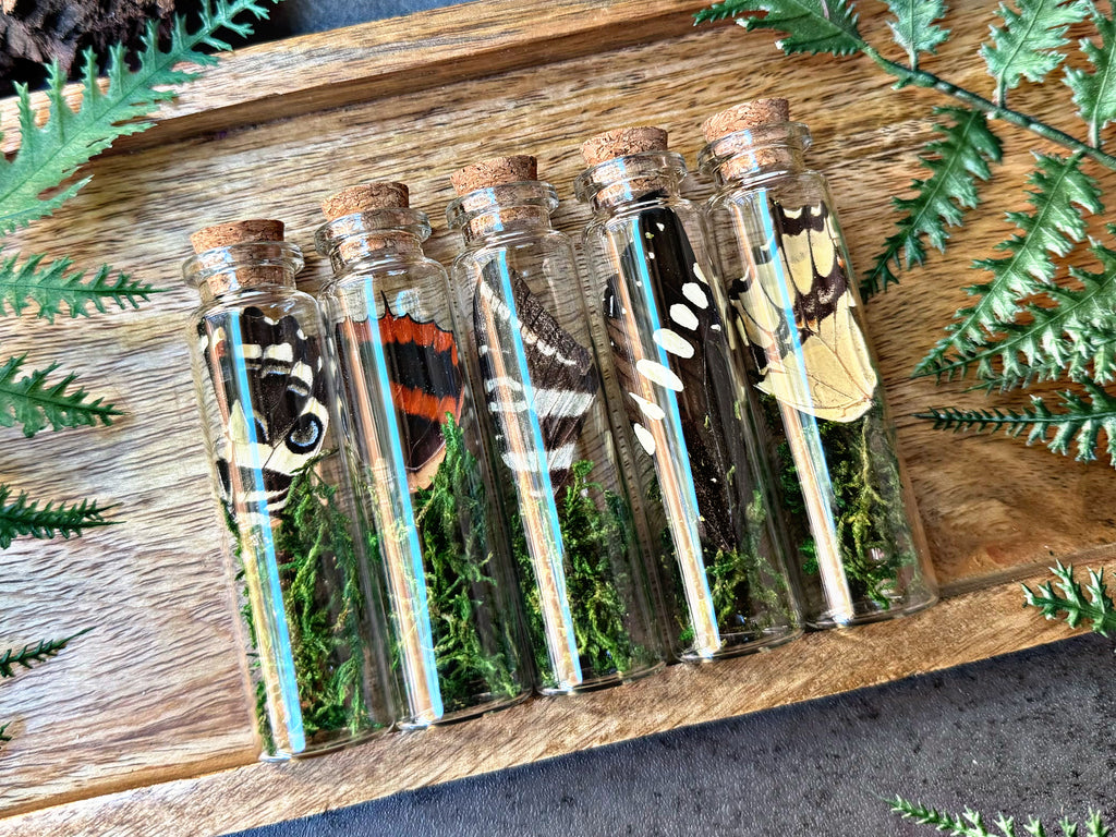Butterfly Terrarium Jars