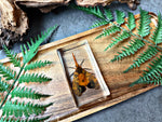 NEW “Lanternfly”