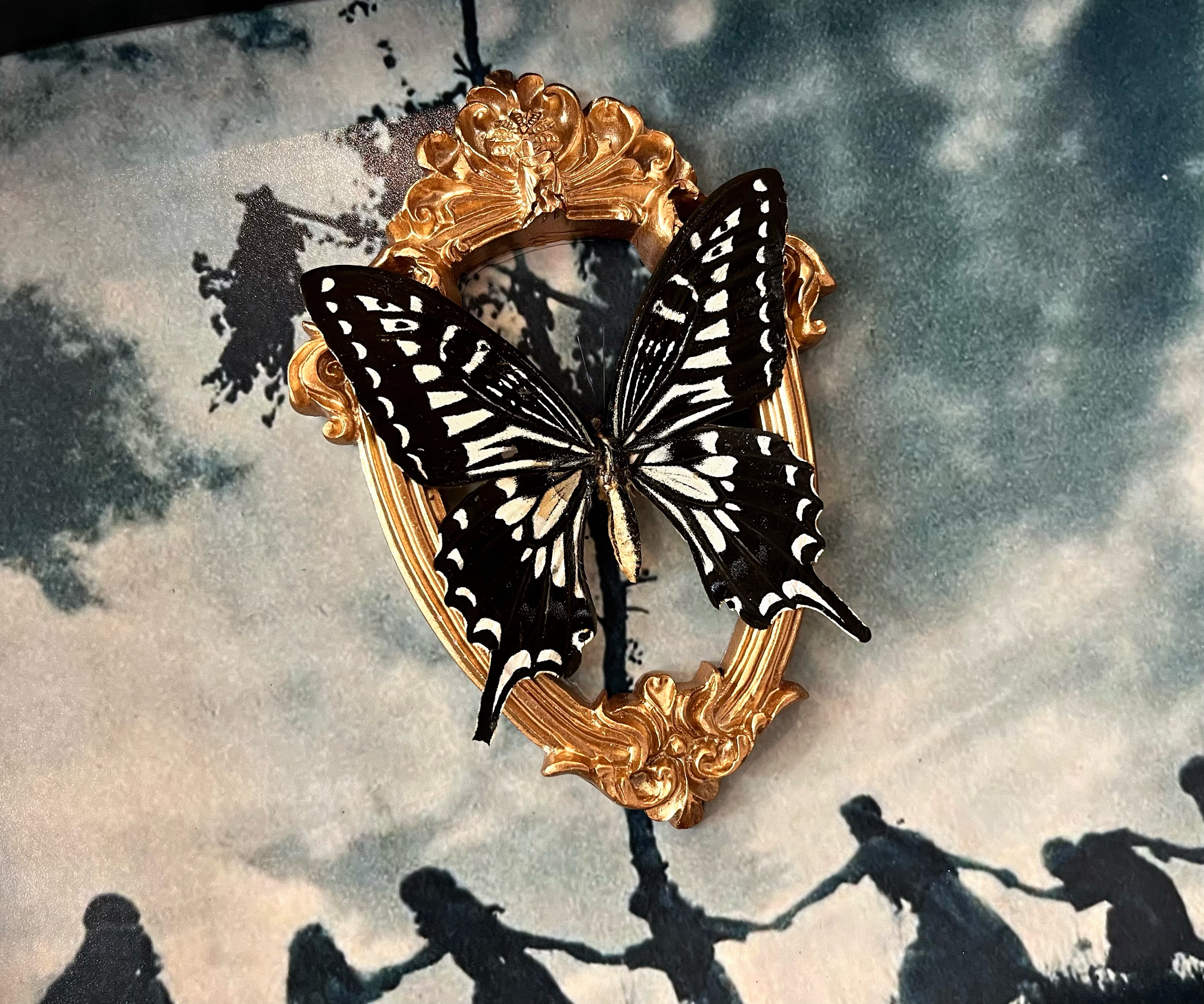 “Papilio Xuthus”