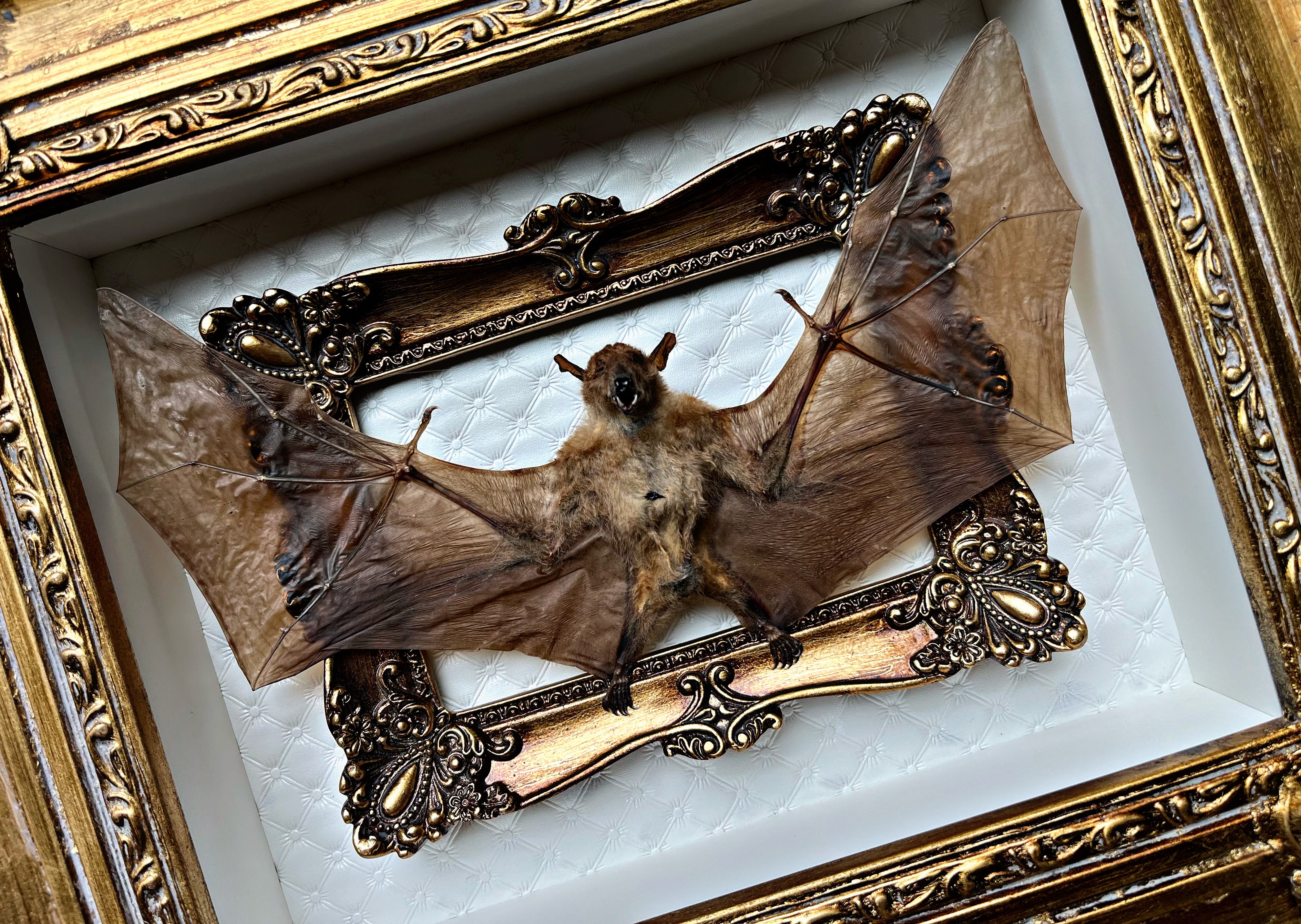 NEW “Macroglossus Minimus Banyuwangi”- Bat