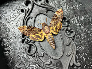 NEW “Death Head Moth”