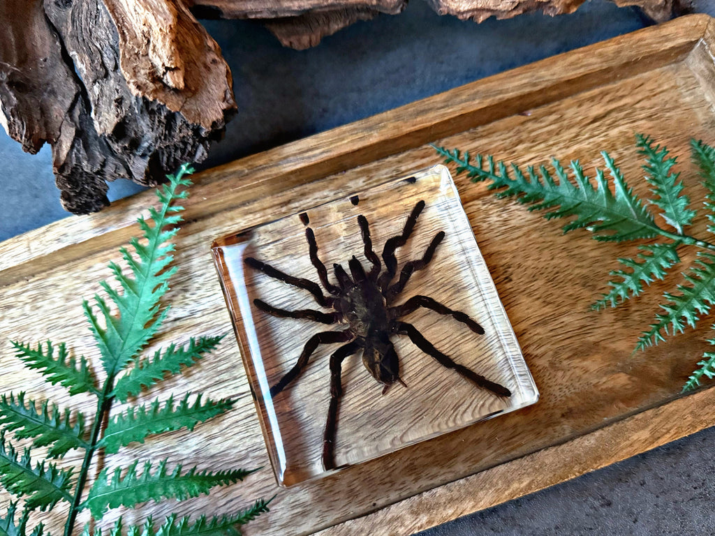 “Tarantula”
