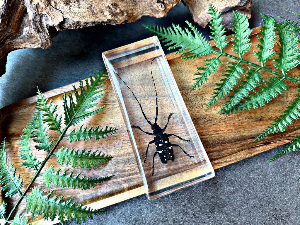 NEW “Beetle”