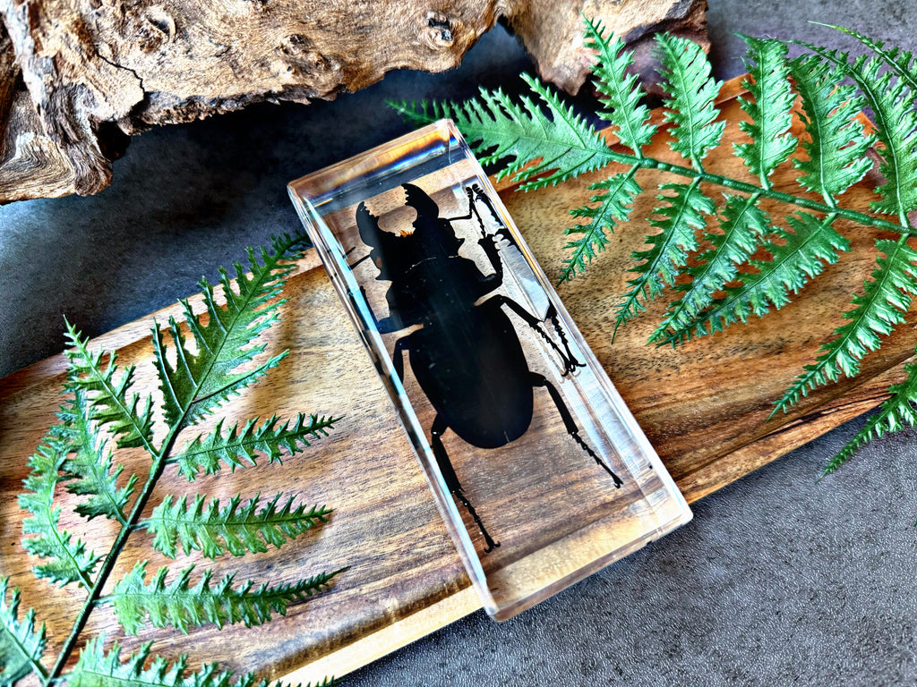 NEW “Stag Beetle”