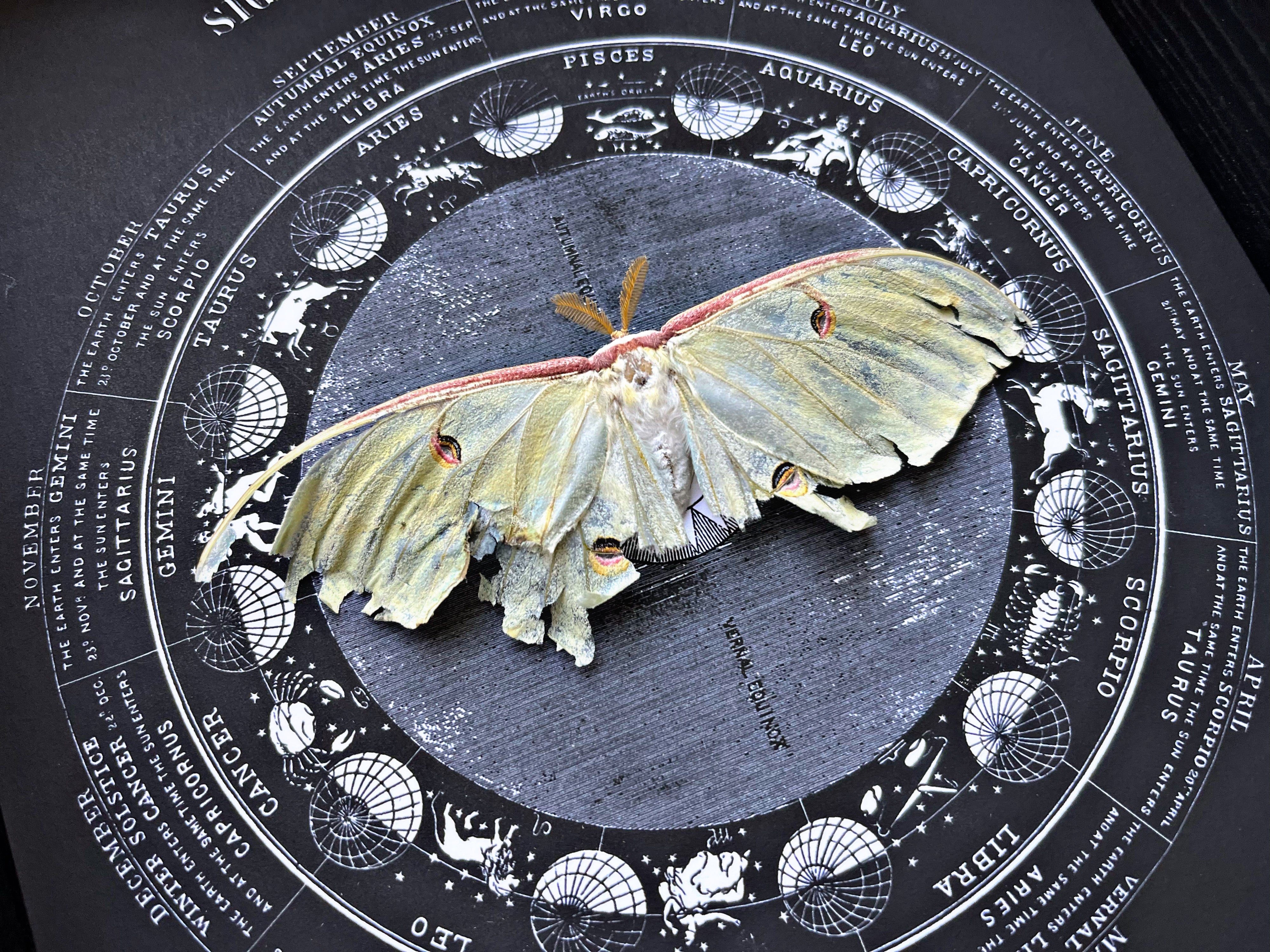 “Luna Moth”