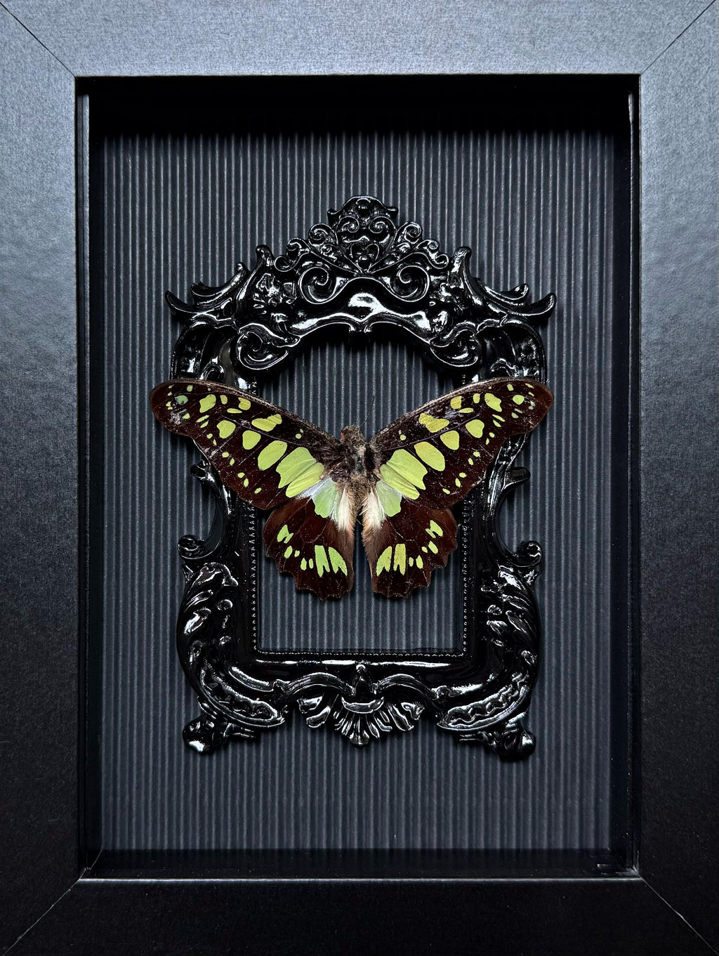 “Graphium Agamemno”- Butterfly