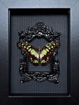“Graphium Agamemno”- Butterfly
