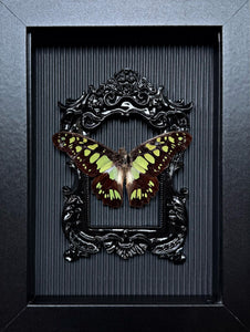 “Graphium Agamemno”- Butterfly
