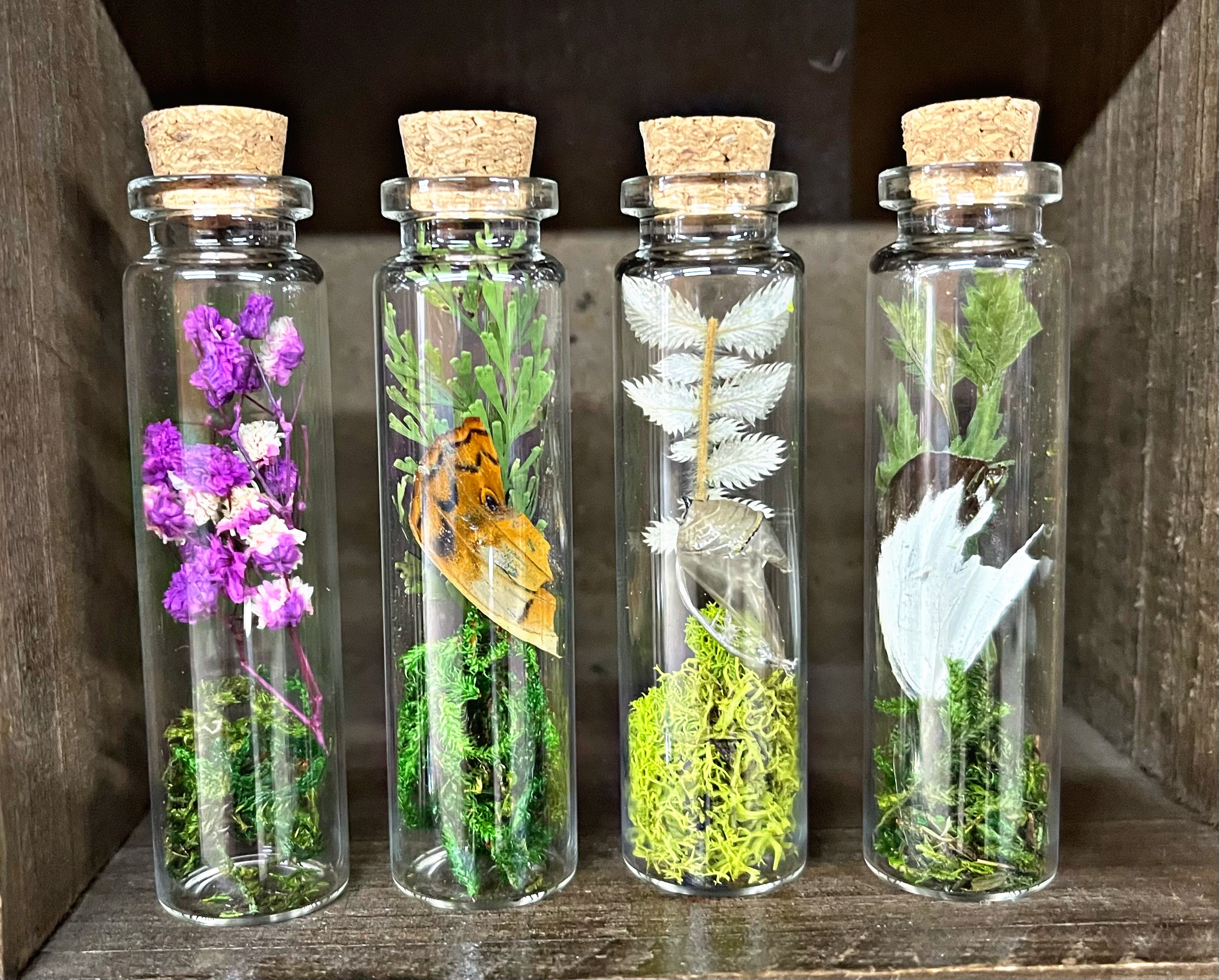 Nature Terrariums