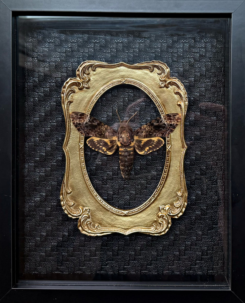 Death Head Moth