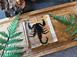 “Emperor Scorpion”