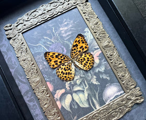 “Spotted Leopard”- Butterfly