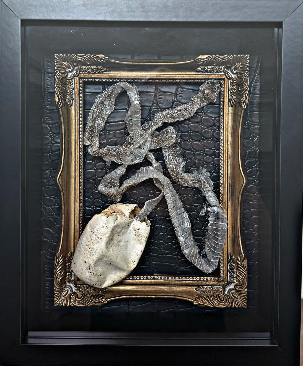 Snake Egg & Skin Collection