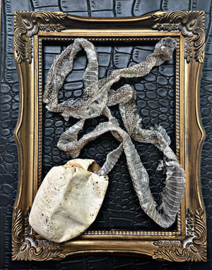 Snake Egg & Skin Collection