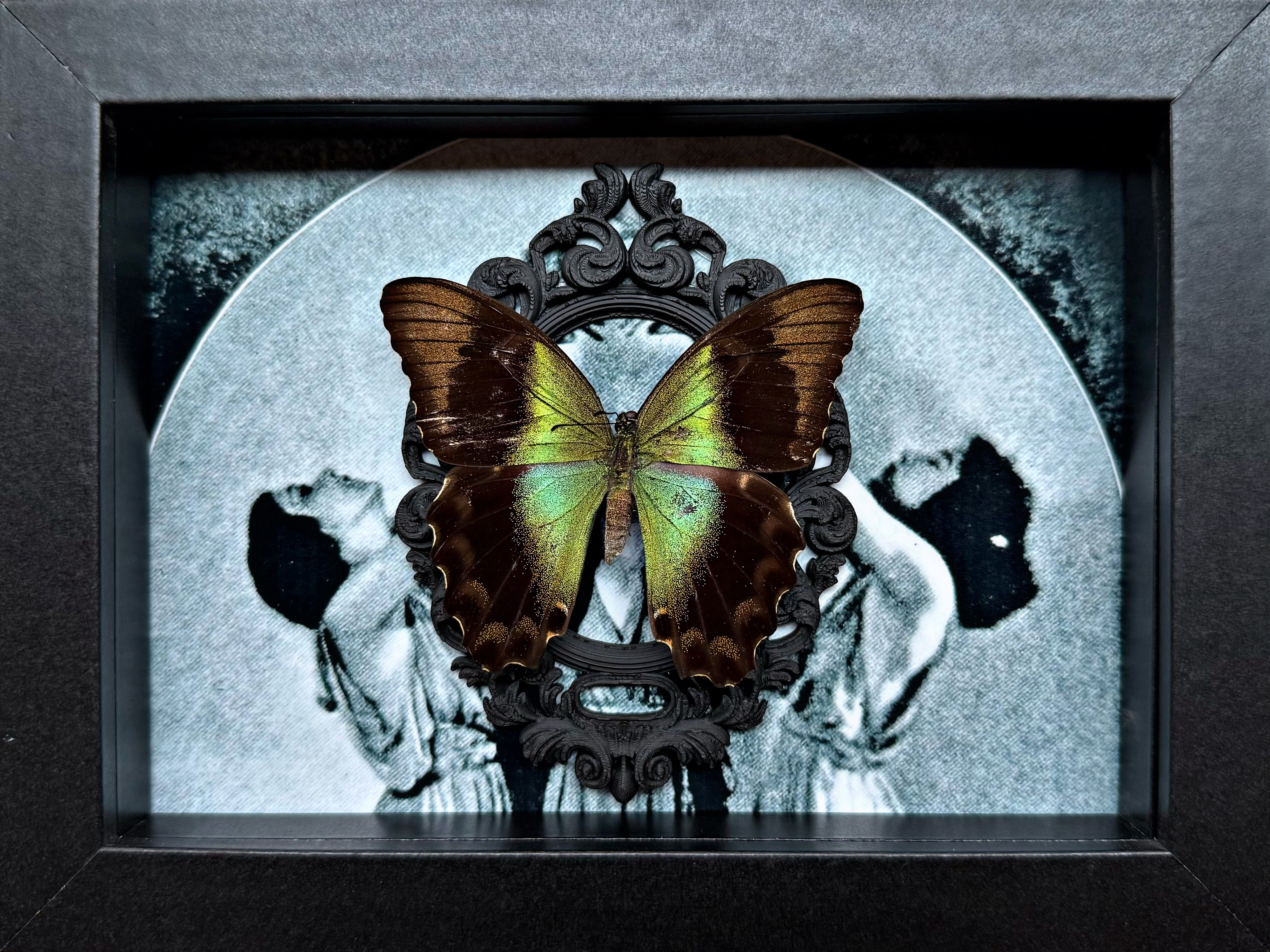 “Papilio Transiens”