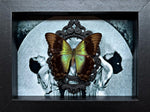 “Papilio Transiens”