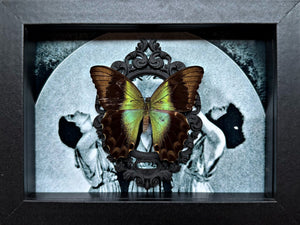 “Papilio Transiens”