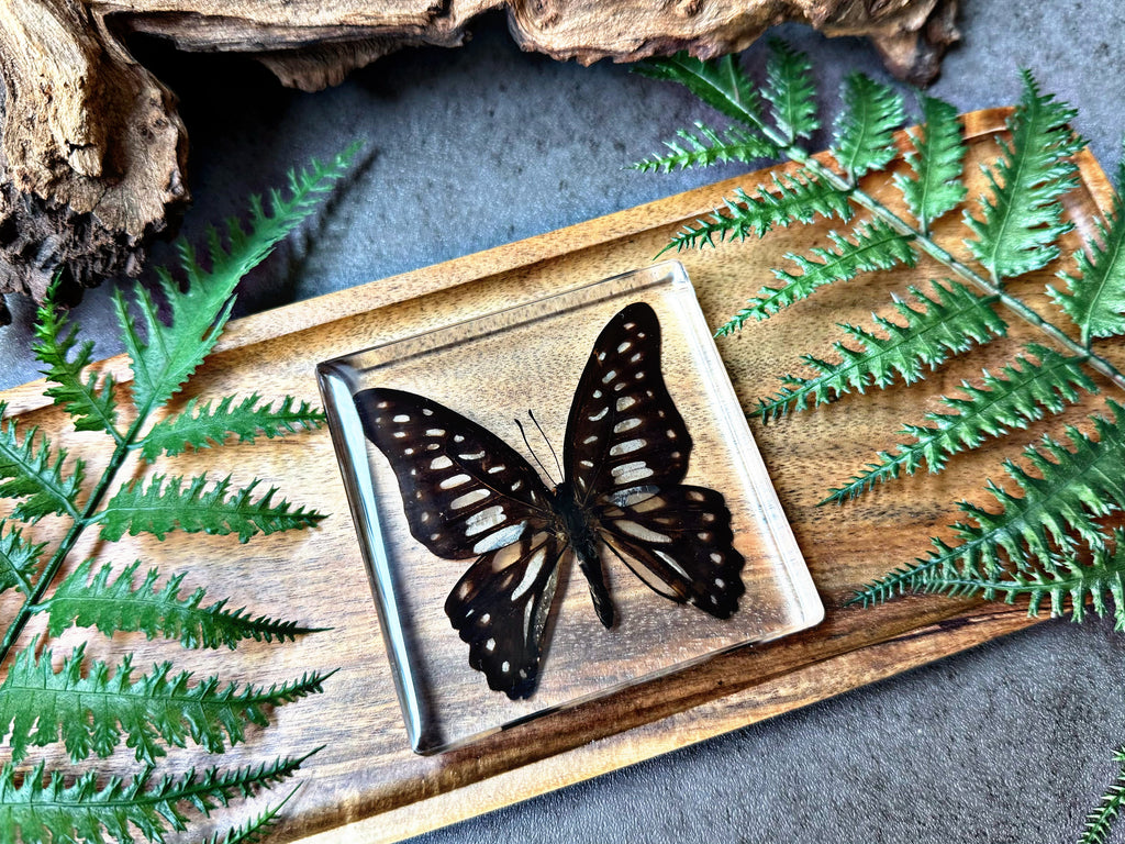 NEW “Common Jay Butterfly”