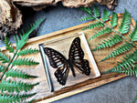 NEW “Common Jay Butterfly”
