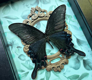 “Papilio Maackii”- Butterfly