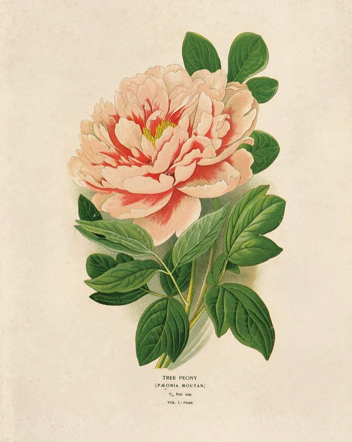 Vintage Botanical Peony Flower