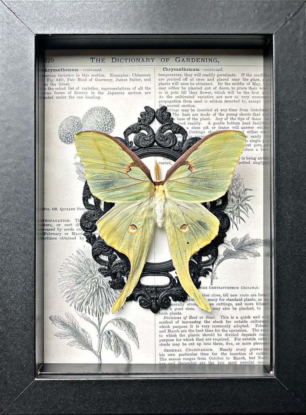 Custom Luna Moth