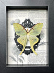 Custom Luna Moth