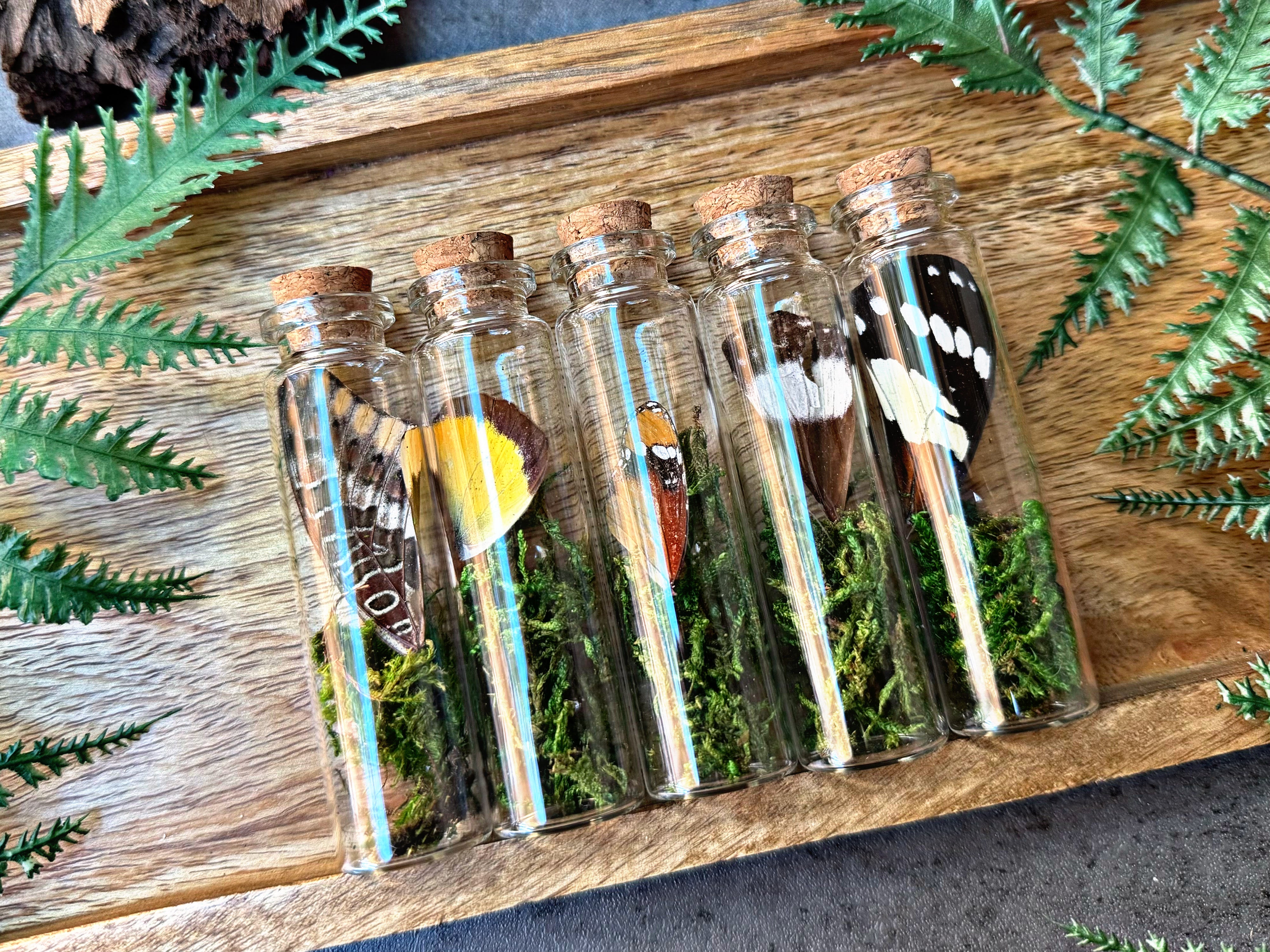 “Butterfly Terrarium Jars”