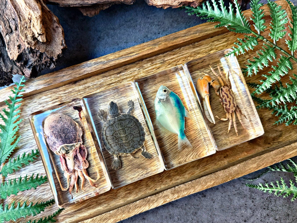 NEW “Sea Collection”
