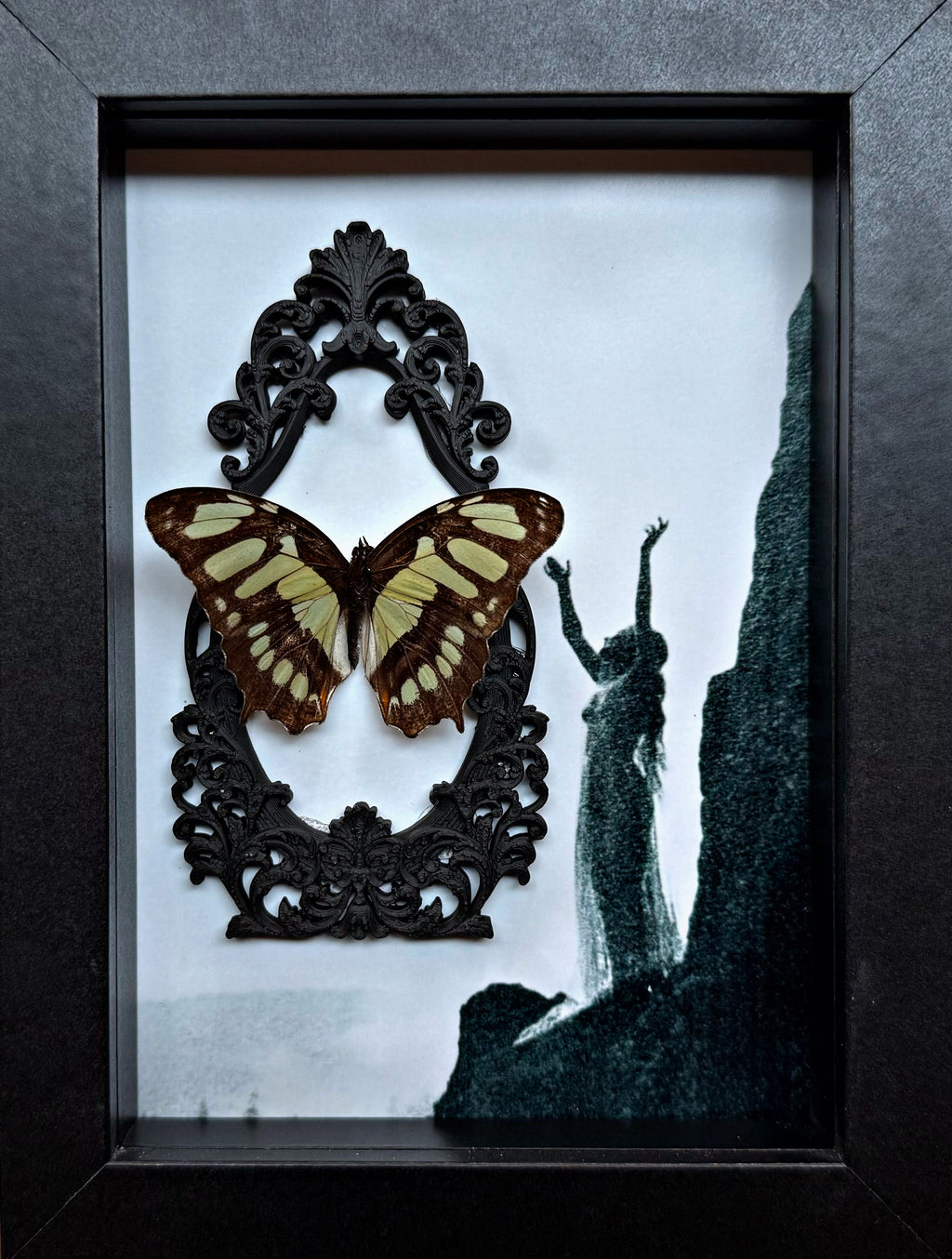“Graphium Agamemno”- Butterfly