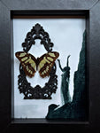 “Graphium Agamemno”- Butterfly