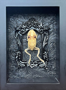 “Frog Skeleton”