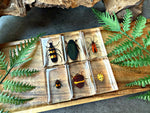 NEW “Beetles Collection”