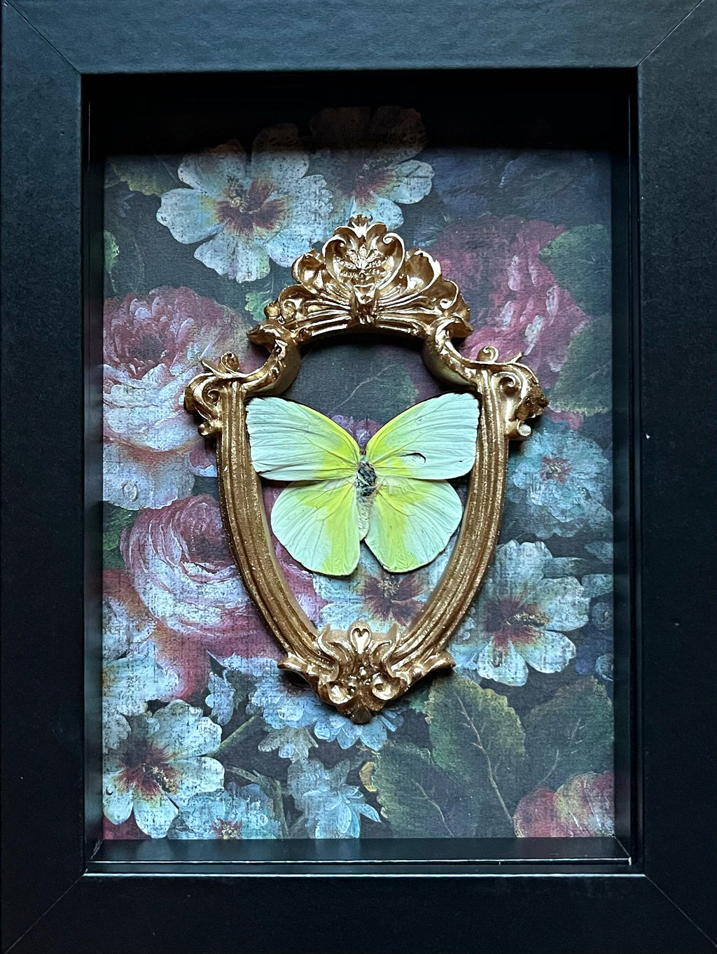 “Aphrissa Statira”- Butterfly